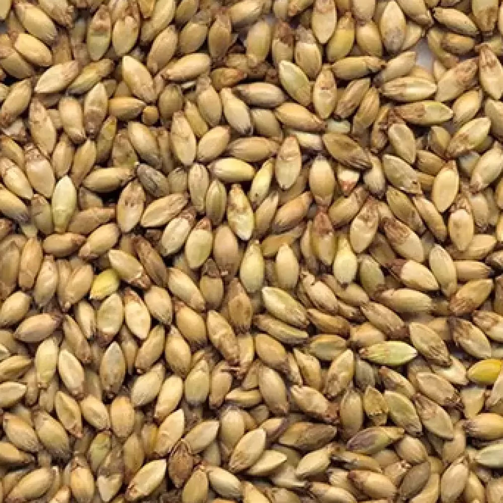 Semilla Convencional